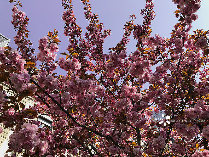 晚樱盛开图片素材