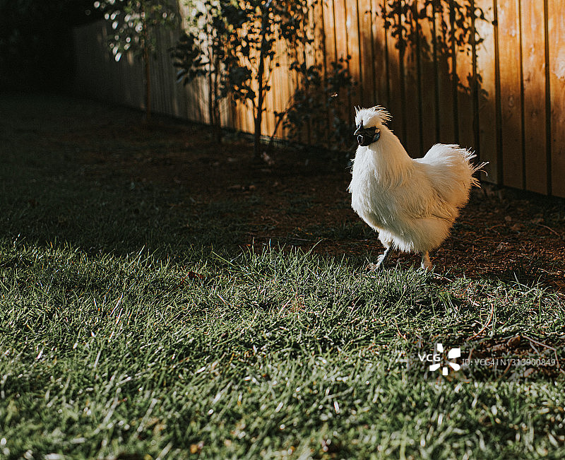 花园里的丝毛鸡图片素材