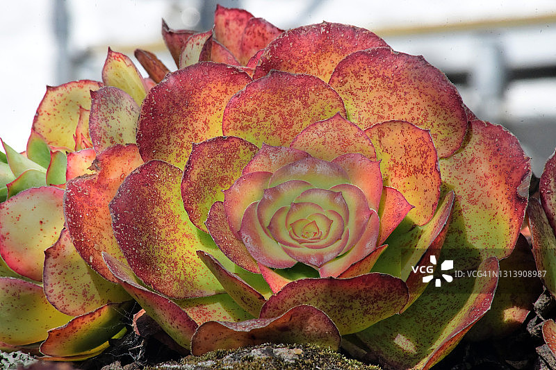 热带岛屿野生紫叶莲图片素材