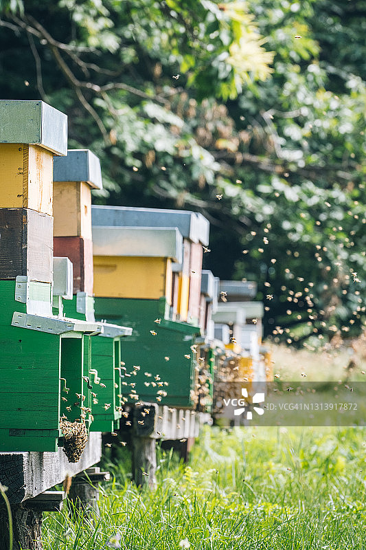 茂盛草地上的蜂巢图片素材