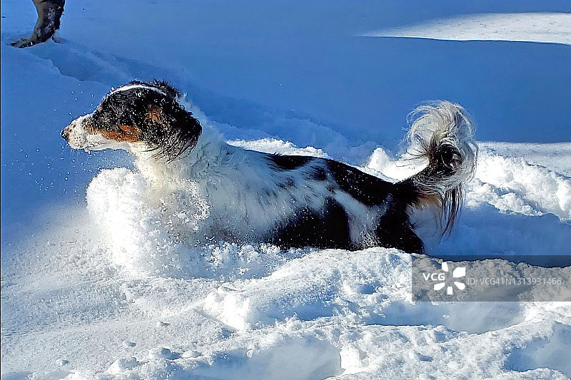 迷你腊肠犬在深雪中奔跑图片素材