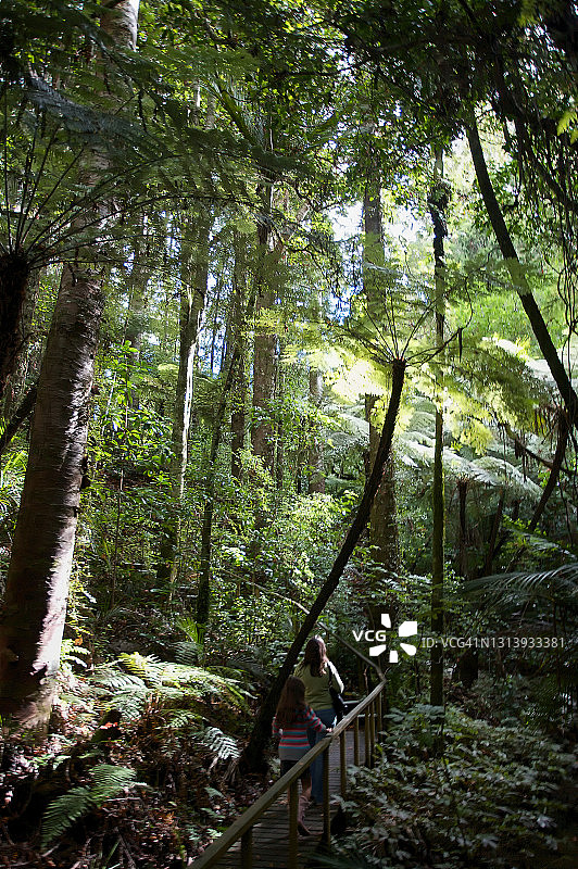 贝壳杉森林图片素材