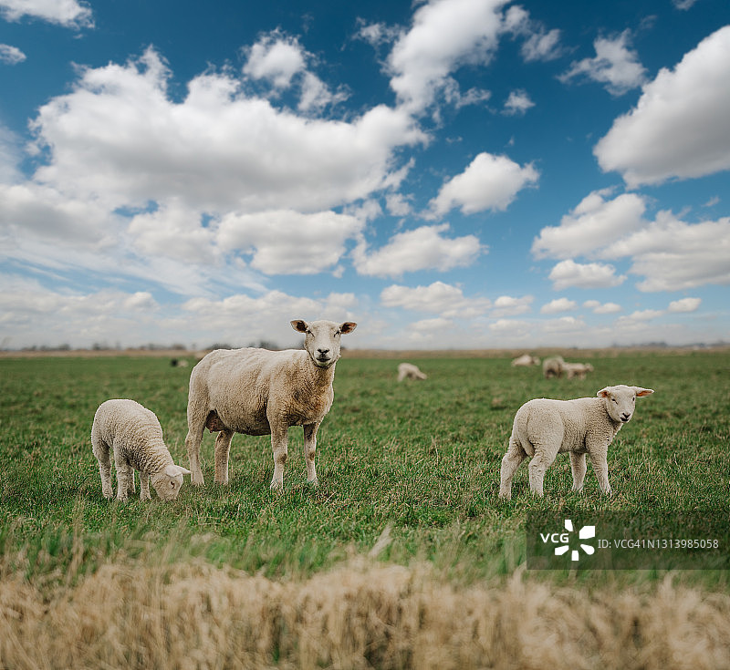 绿草地上的优质羔羊图片素材