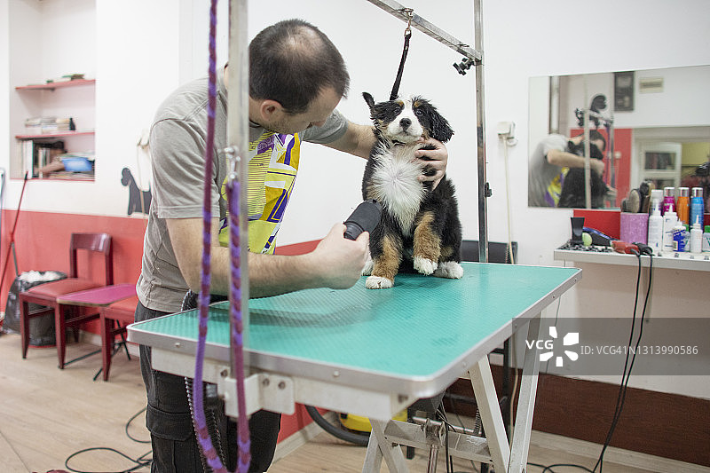 专业狗狗护理图片素材