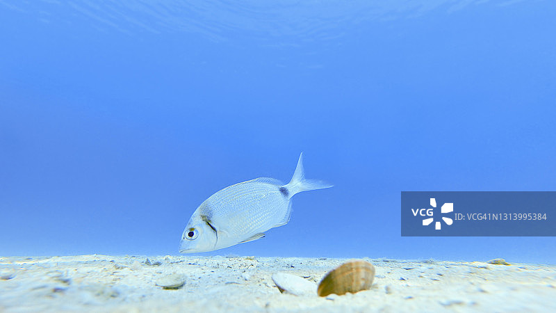 鱼在海中游泳图片素材