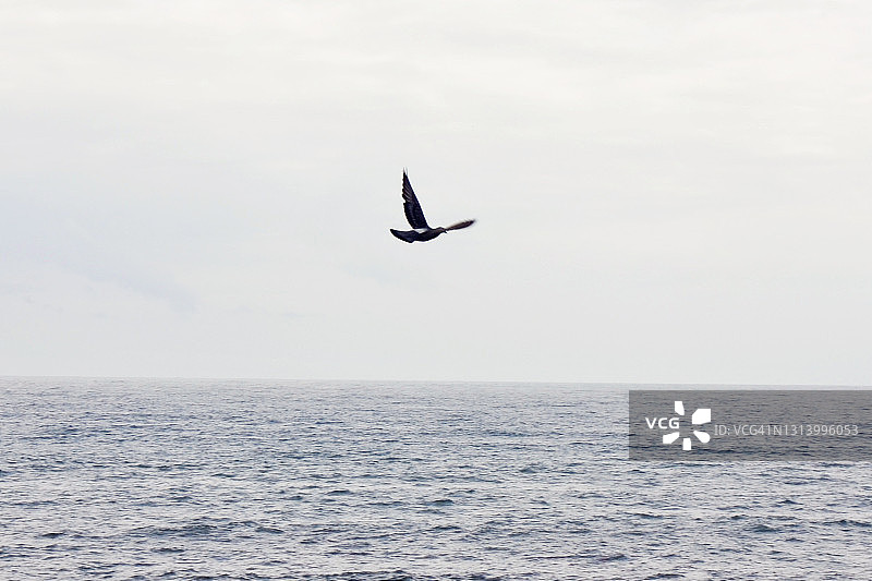 海中的鸟图片素材