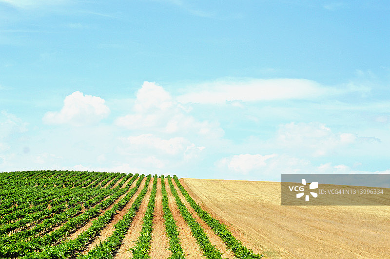 西班牙卡斯蒂利亚的葡萄园图片素材