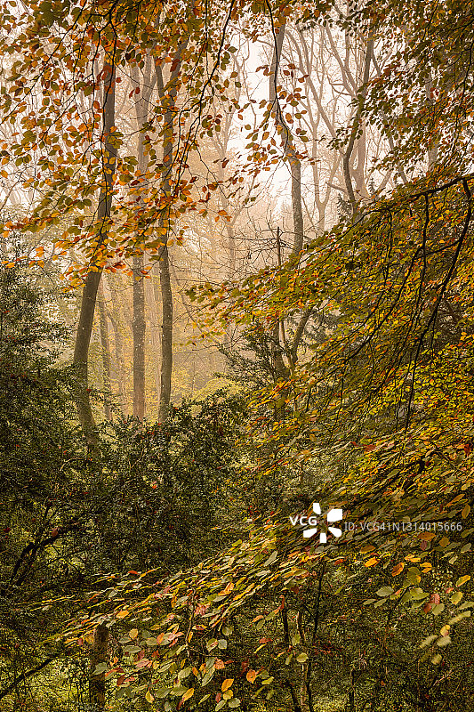 秋景二图片素材