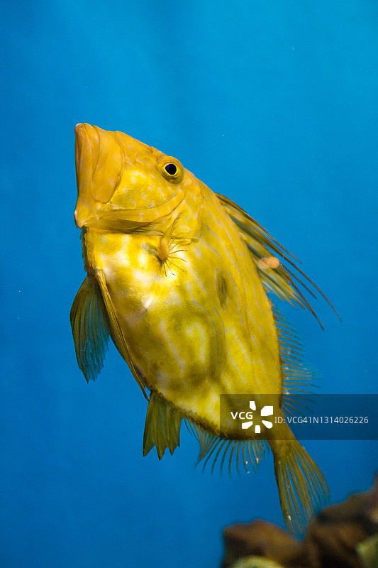 海鲂特写图片素材