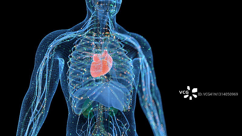 计算机生成的人体器官图片素材
