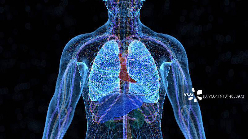 计算机生成的人体器官图片素材