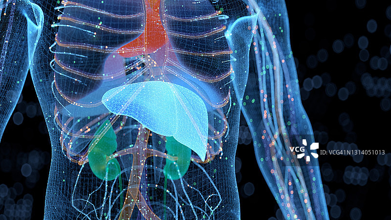 计算机生成的人体器官图片素材