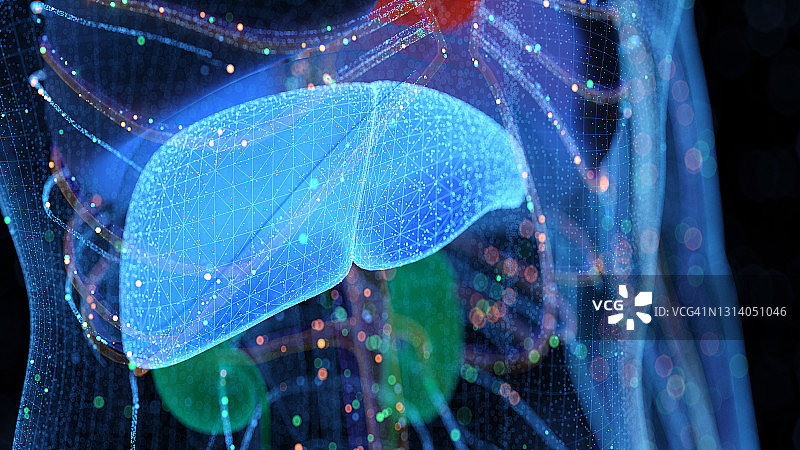 计算机生成的人体器官图片素材