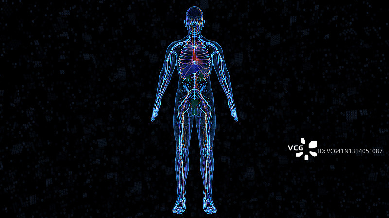 计算机生成的人体器官图片素材