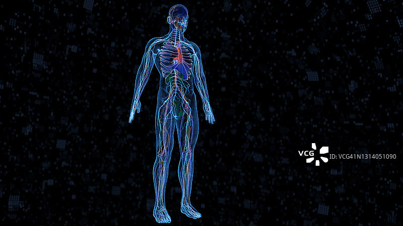 计算机生成的人体器官图片素材