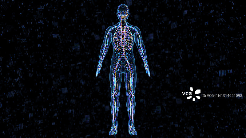 计算机生成的人体器官图片素材