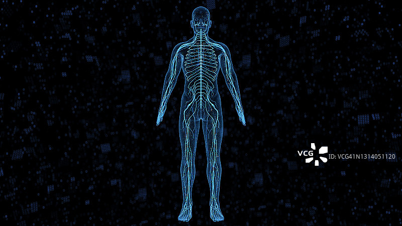 计算机生成的人体器官图片素材