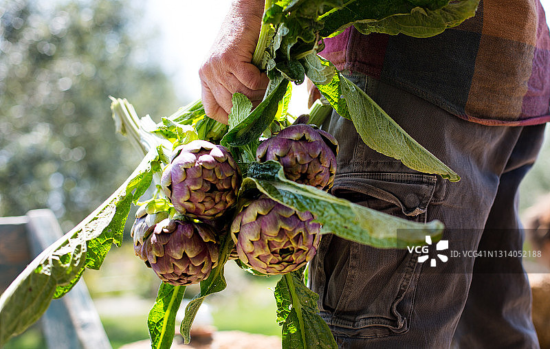 农民手持新鲜采摘的洋蓟图片素材