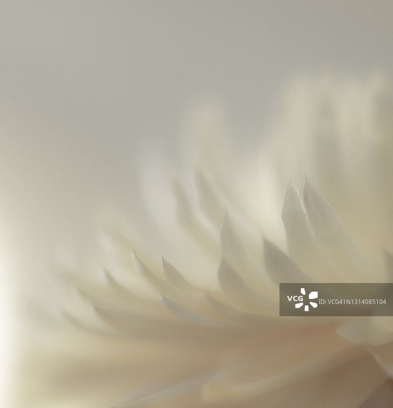 虚焦的白色永生花图片素材