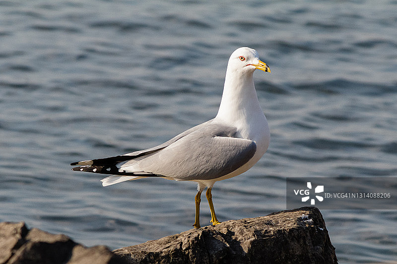 岩石上的海鸥图片素材