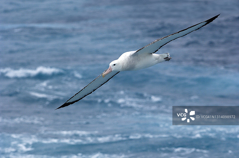 飞行中的漂泊信天翁图片素材