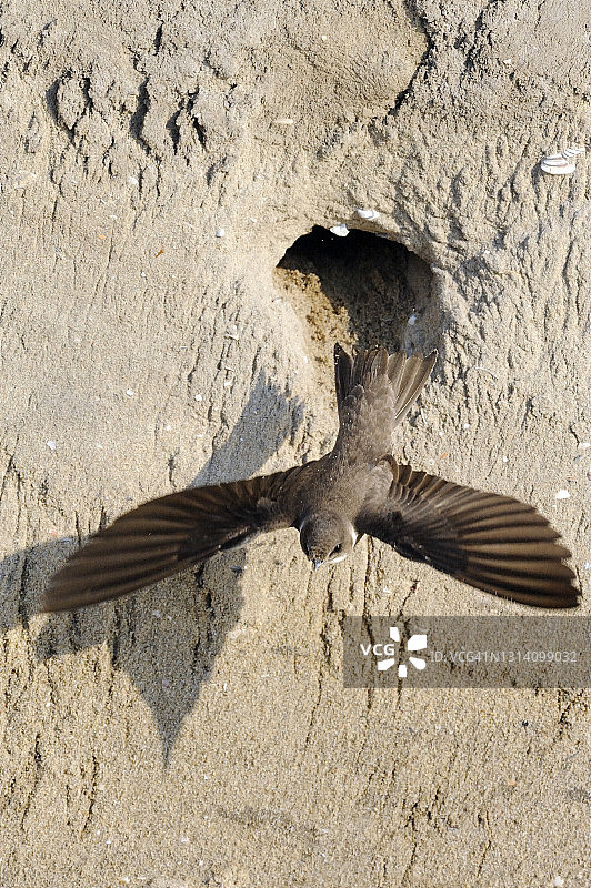 崖沙燕离开巢穴图片素材