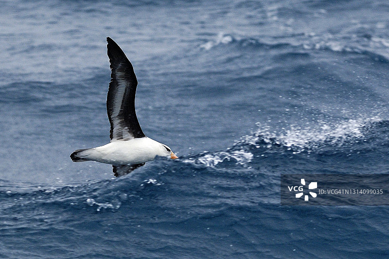 乘风破浪的黑眉信天翁图片素材