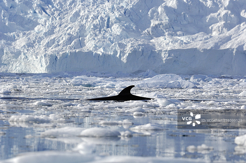 南极洲，小须鲸（Balaenoptera bonaerensis）浮出水面图片素材