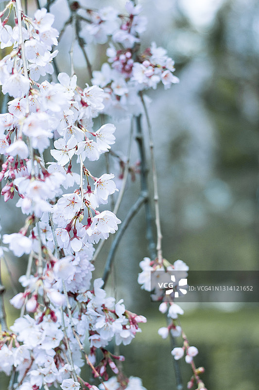 哭泣的樱花图片素材