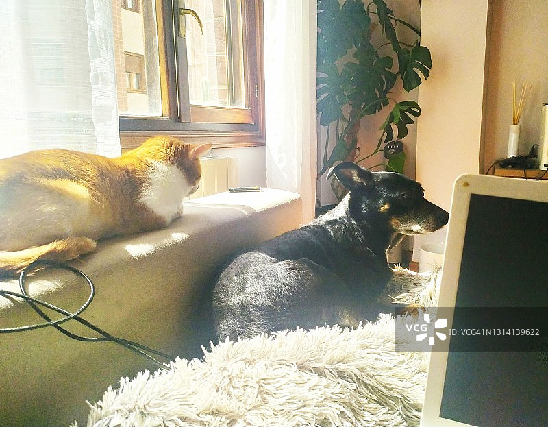 疫情期间：宾莎犬与猫咪在沙发上陪伴主人图片素材