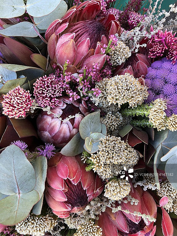 原生花图片素材