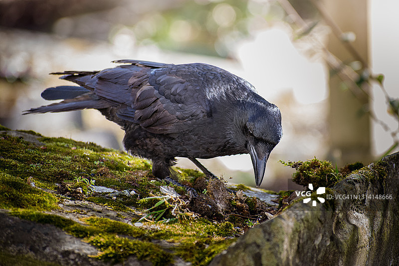 墓地上的乌鸦图片素材