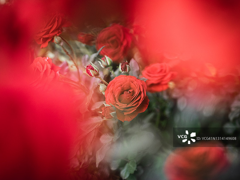 模糊背景上的红色玫瑰花园图片素材