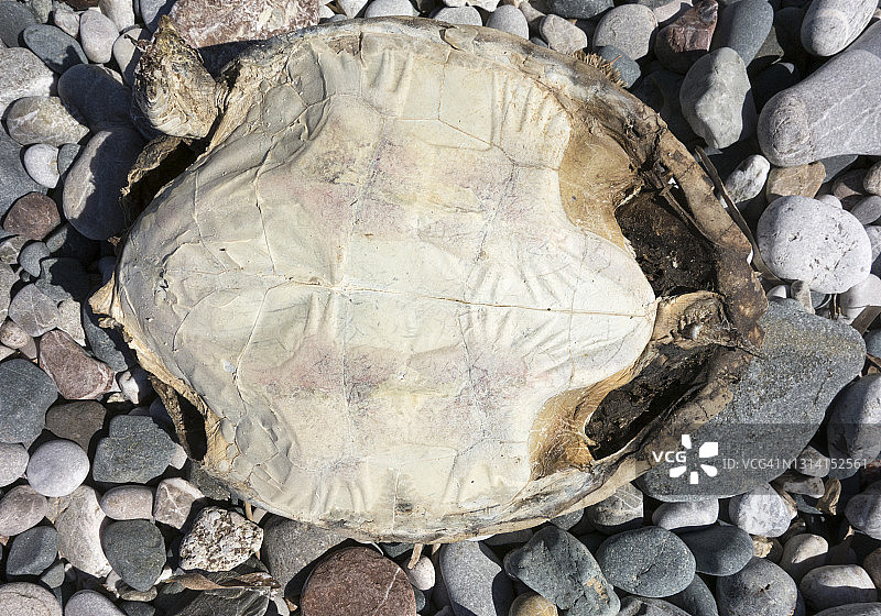 在希腊被冲上岸的死海海龟图片素材