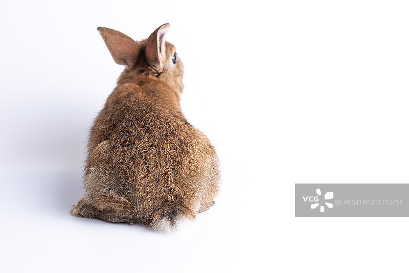 棕色小兔子背面图片素材
