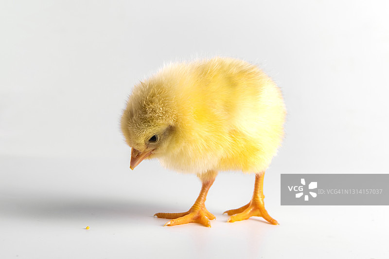 白色背景上的可爱小鸡图片素材