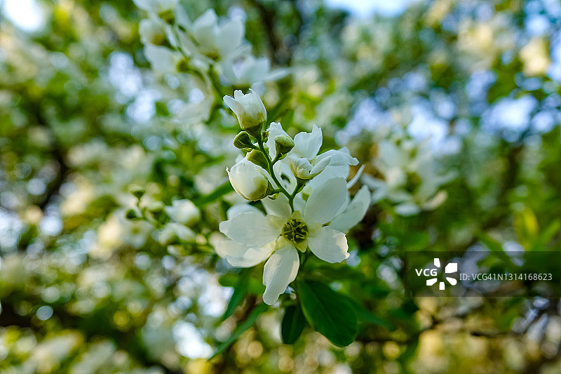 绣线菊图片素材