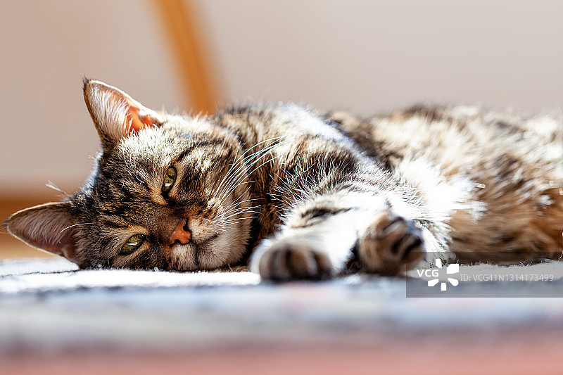 老旧的虎斑猫在地毯上休息图片素材