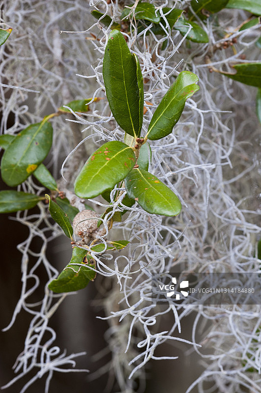 栎树叶和铁兰图片素材