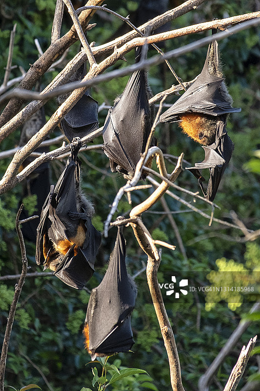 树枝上的狐蝠图片素材