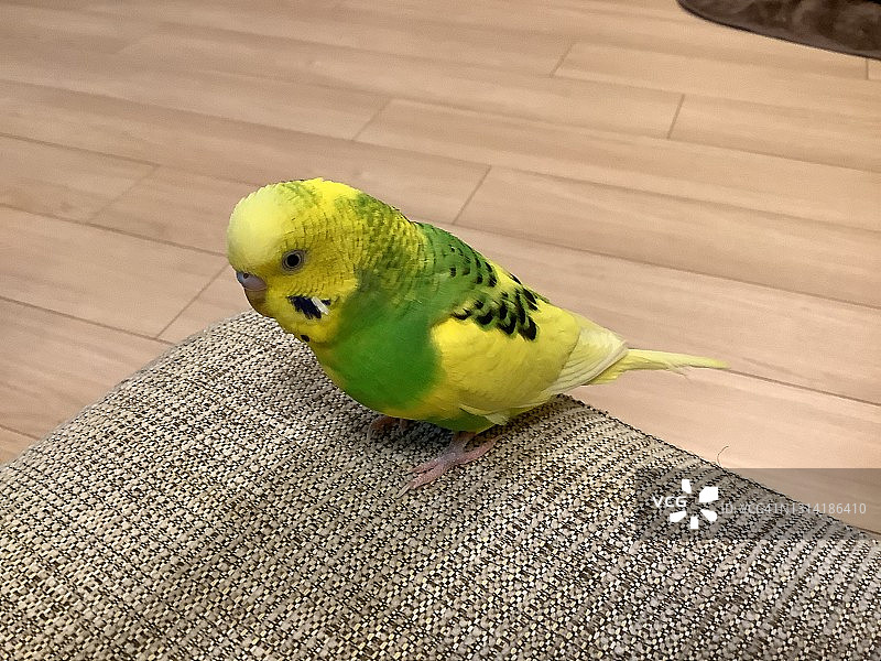 可爱黄色和绿色鹦鹉图片素材