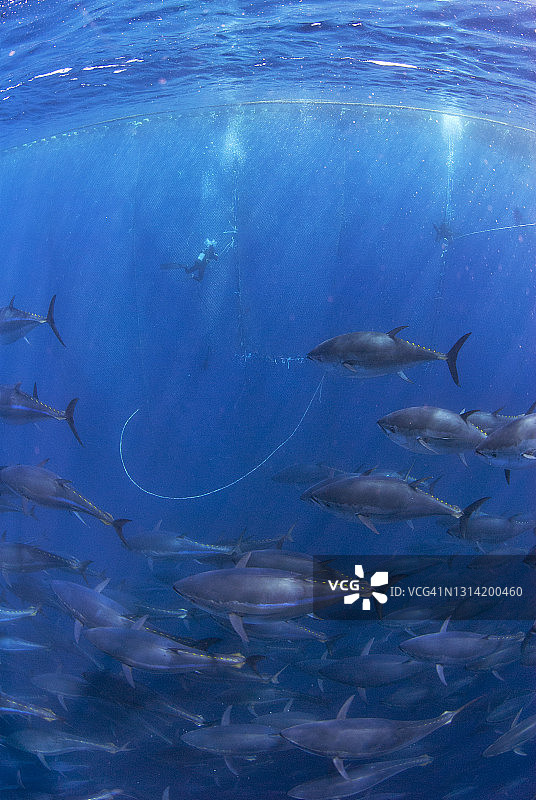 大西洋蓝鳍金枪鱼工业捕捞图片素材