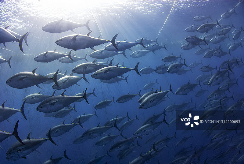 大西洋蓝鳍金枪鱼工业捕捞图片素材