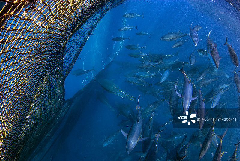 大西洋蓝鳍金枪鱼工业捕捞图片素材