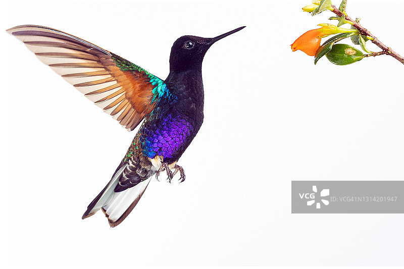 紫丝绒冠蜂鸟图片素材