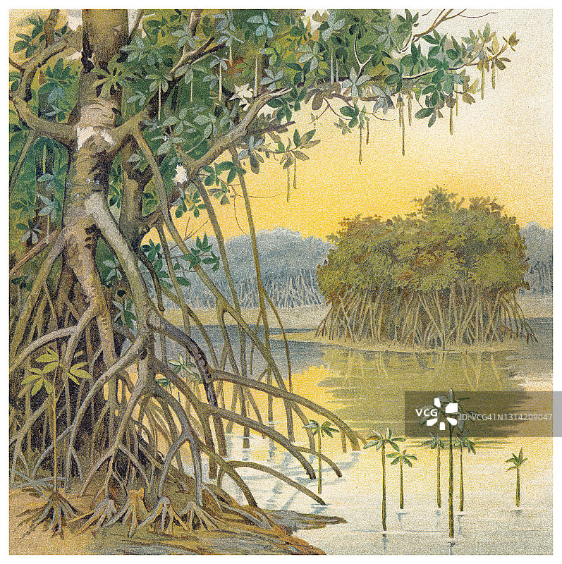 沙滩植物的老式雕刻插图，生长在沙丘上的植物图片素材