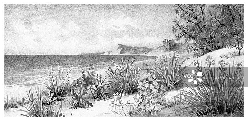 波罗的海海滩植物的古老雕刻插图：生长在沙丘上的植物图片素材