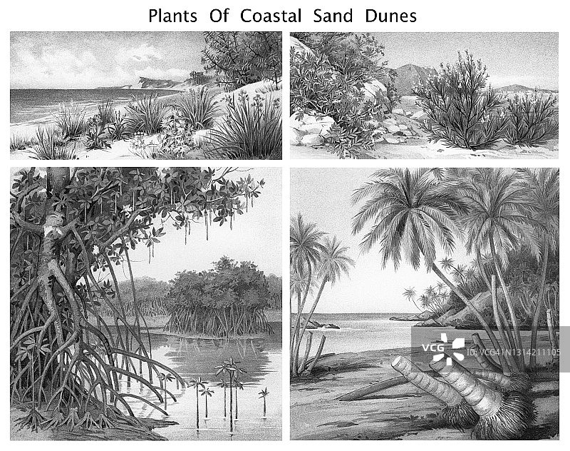 沙滩植物的老式雕刻插图，生长在沙丘上的植物图片素材