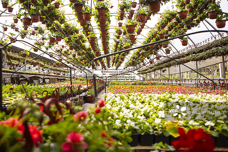 花卉农场的盆栽图片素材