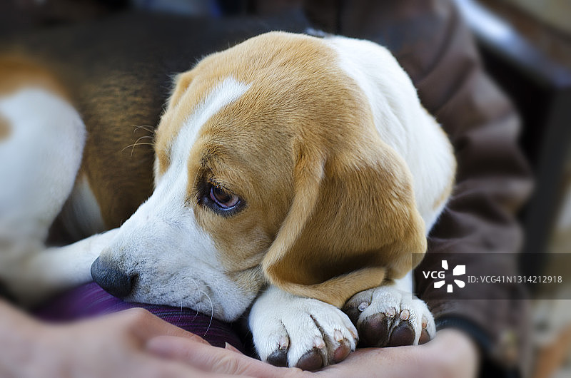 休息中的比格犬图片素材